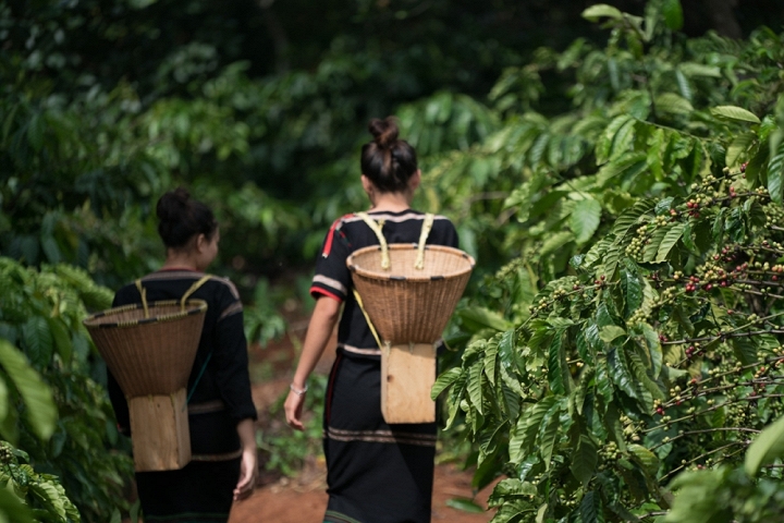 Cà phê Buôn Ma Thuột - Tây Nguyên huyền thoại - 3