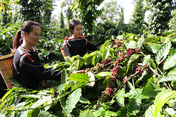 Hướng đến sản phẩm cà phê organic
