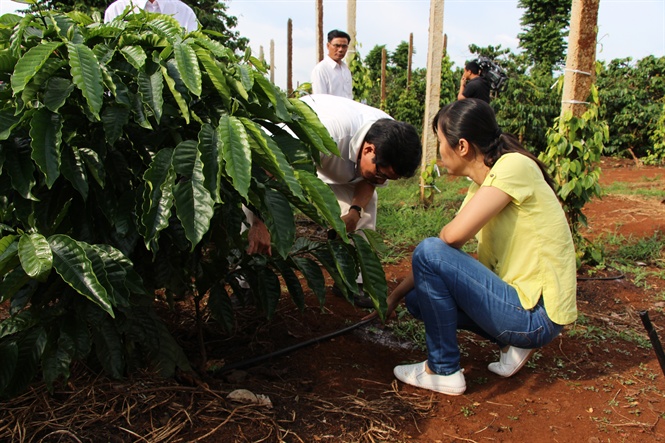 Tưới tiết kiệm cho cà phê