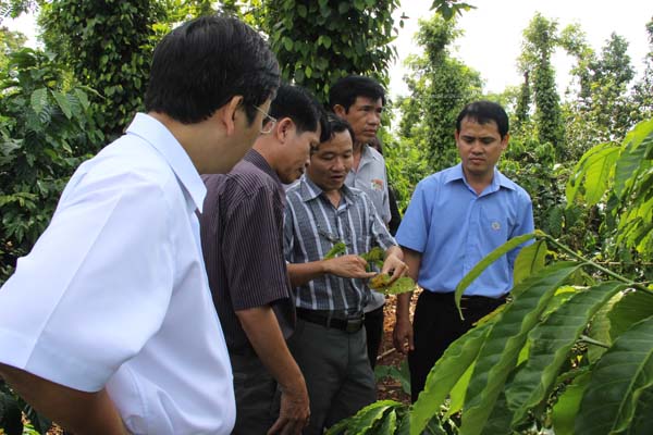 Đến năm 2020, thành phố Buôn Ma Thuột giữ ổn định diện tích 11.000ha cà phê