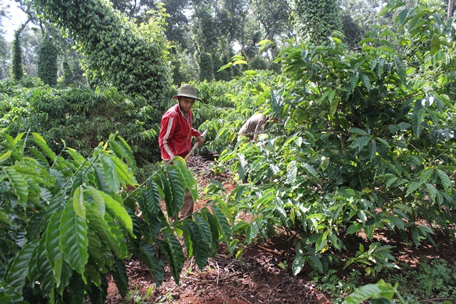 Diện tích, sản lượng cà phê đạt Chứng nhận UTZ đều tăng