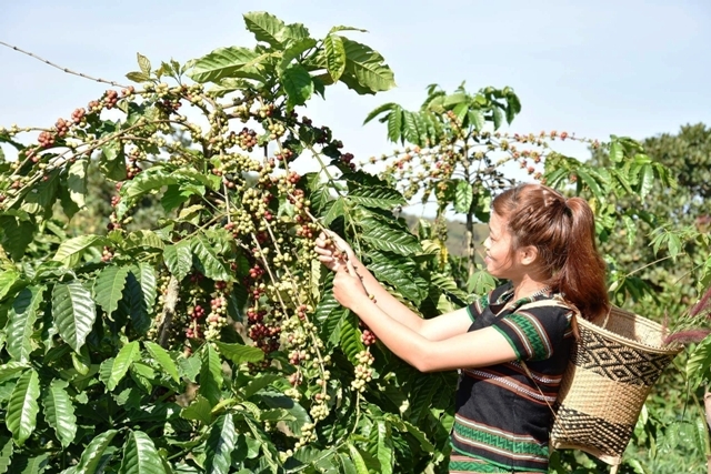 Ban hành Chỉ thị về việc sản xuất, thu hoạch, chế biến và tiêu thụ cà phê niên vụ 2018 - 2019