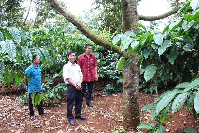 Xây dựng 60 ha mô hình cây ăn quả xen canh trong vườn cà phê