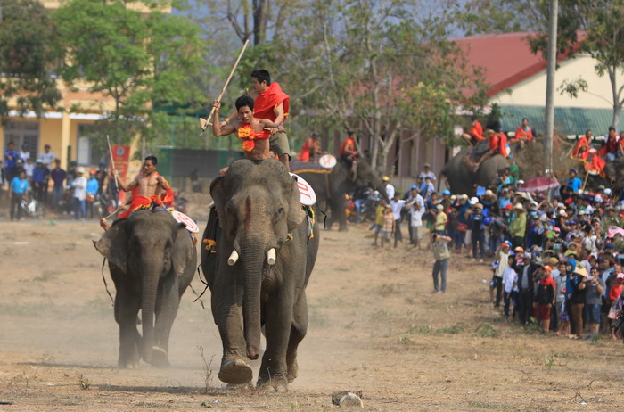Come to Buon Don Elephant Racing 2019