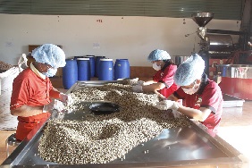 Tăng chế biến sâu để nâng cao giá trị cà phê