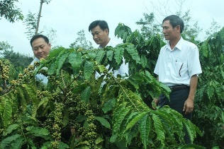 Tín dụng Agribank Đắk Lắk đồng hành với cây cà phê