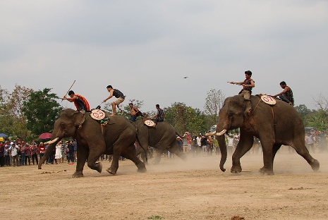 Voi Buôn Đôn hào hứng tranh tài