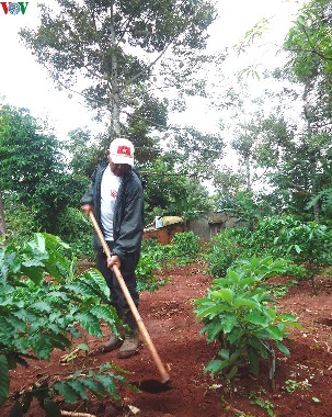 Đa canh cây trồng trong vườn cà phê thích ứng với biến đổi khí hậu