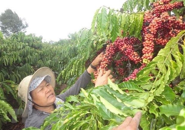Doanh nghiệp càphê Việt và Đức tận dụng tối đa lợi ích từ EVFTA