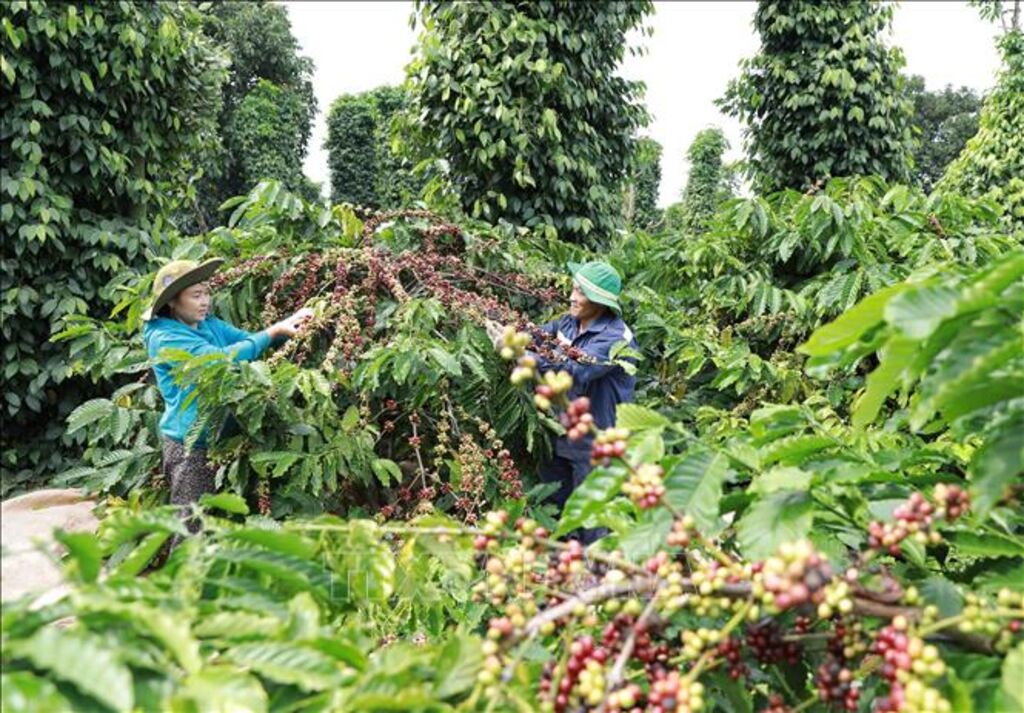 Quảng bá cà phê và du lịch Buôn Ma Thuột trên ứng dụng công nghệ thông tin