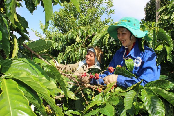Lễ hội Cà phê Buôn Ma Thuột: Nâng tầm hợp tác đa chiều