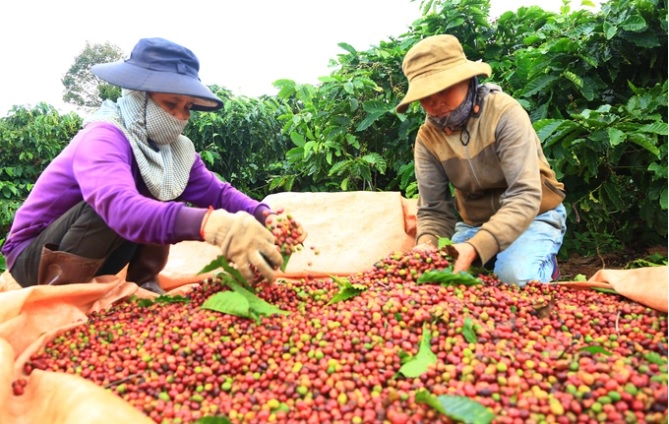 Đắk Lắk tổ chức Hội nghị kết nối giao thương quốc tế năm 2023