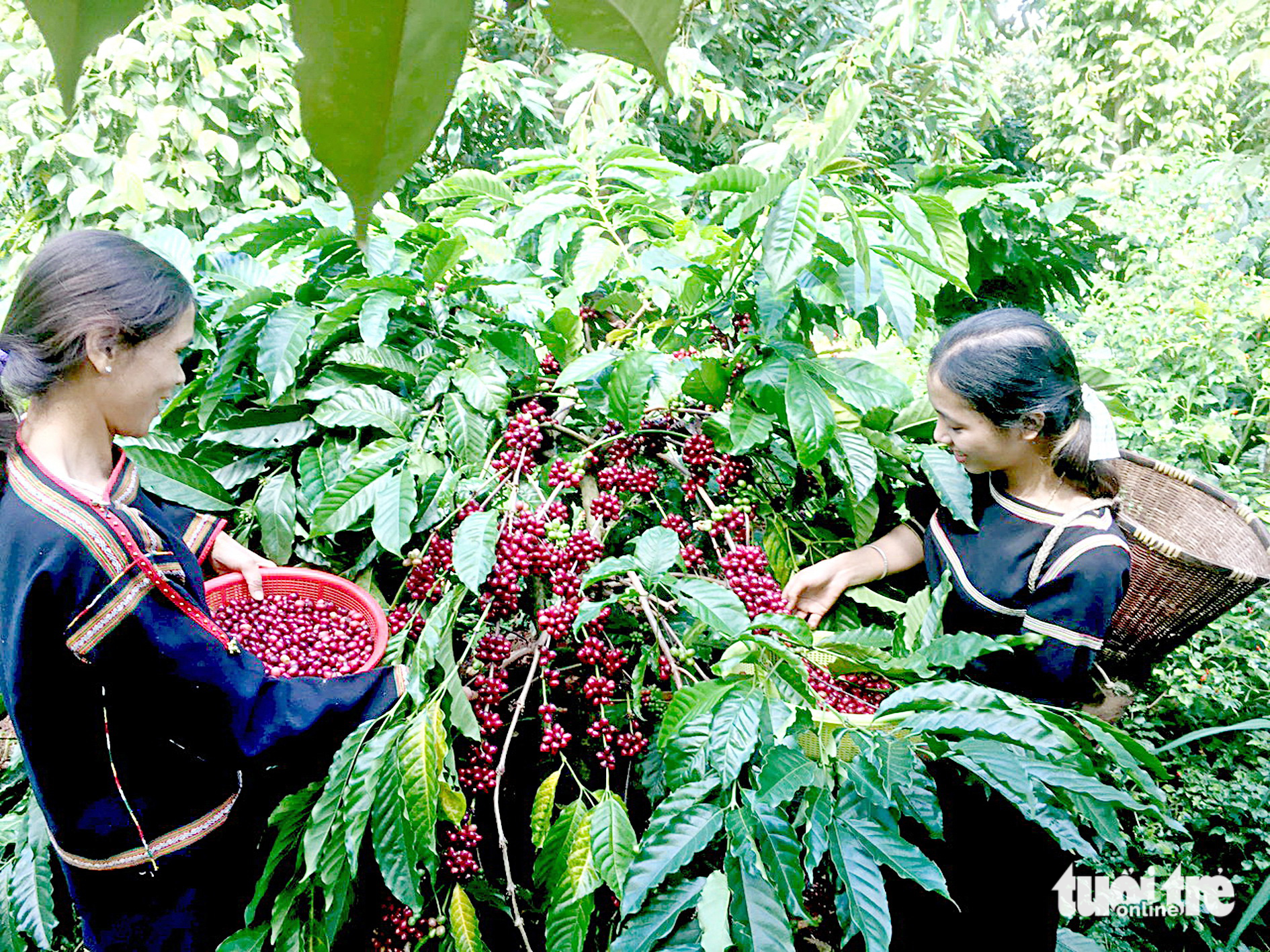 Nông dân đưa cà phê ra 'biển lớn'