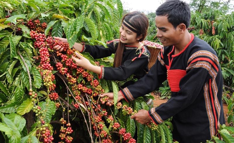 Elevating the Value and Culture of Vietnamese Coffee