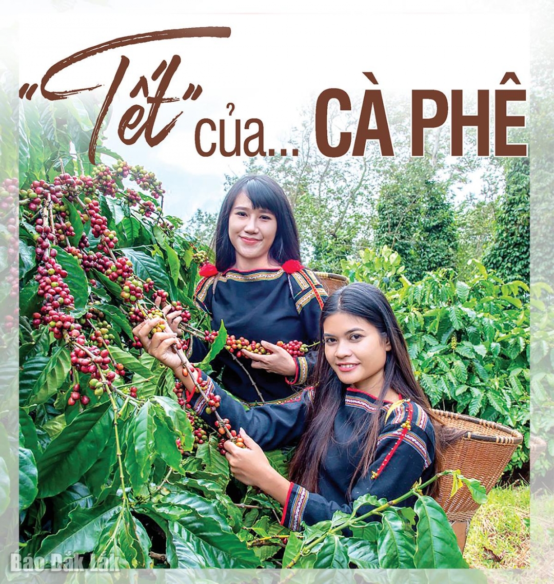 “Tết” của... cà phê